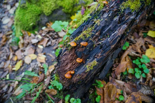 Small Mushrooms Grow Old Log Log Overgrown Moss — Stock Photo, Image