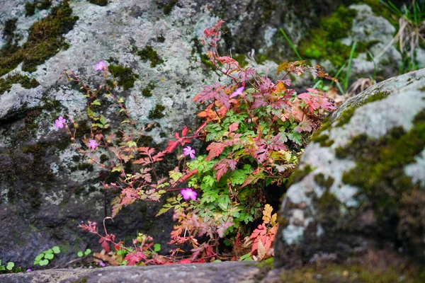 Fiore Cresciuto Una Grande Roccia Fiore Cresce Sulla Pietra — Foto Stock