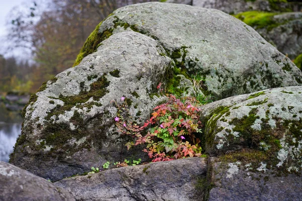 The flower grew on a large rock. The flower grows on the stone