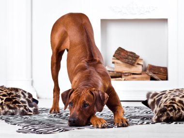 Rodezya Ridgeback köpek ortaya onun ridge ile bükme