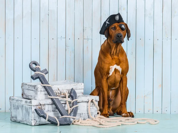 Rhodesian Ridgeback pirata-cão com seus tesouros — Fotografia de Stock