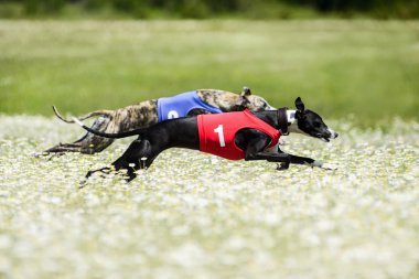 Two Greyhounds lure coursing competition in a beautiful chamomil clipart