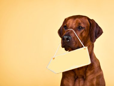 Metin koymak için boş ok plaka ile köpek