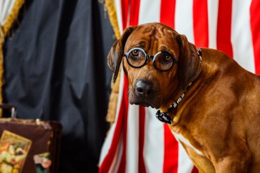 Gözlük takan Rodezya Ridgeback sirk aktör