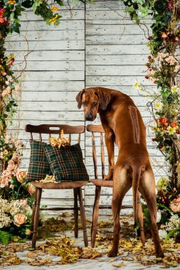 Rodezya Ridgeback geriye doğru onun kurtulma gösterilen bir sandalyeye yaslanmış