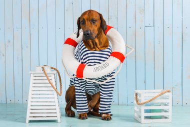 Utangaç Rodezya Ridgeback köpek-denizci lifebuoy boynuna ile