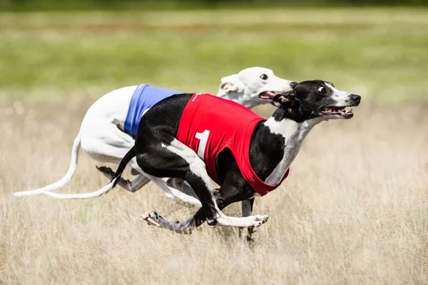 İki Sighthounds akan rekabet çekicez. İlk uçuş aşaması — Stok fotoğraf