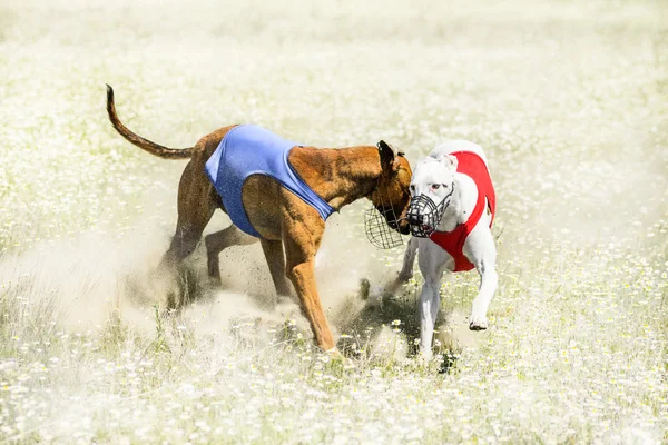 Dois Sighthounds em um acabamento de atração correndo competição — Fotografia de Stock