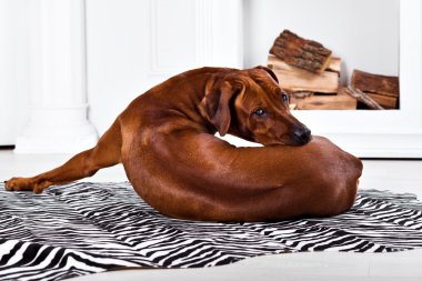 Esnek Rodezya Ridgeback köpek gösteren ridge dönüm