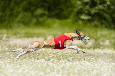 Rekabet akan Sighthounds cazibesi