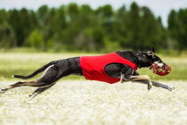 Rekabet akan Sighthounds cazibesi