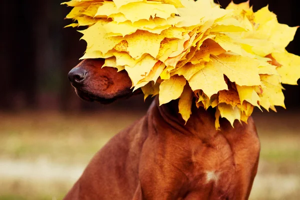 黄金の葉の花輪に身を包んだローデシアン ・ リッジバック ・ ドッグ — ストック写真