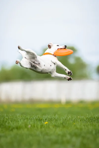 Jack Russell Terrier catching frisbee disk in jump — Stock Photo, Image