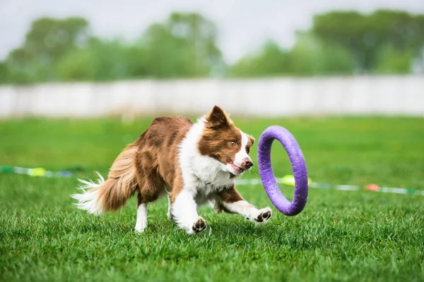 Fronteira Collie perseguindo um brinquedo puxador — Fotografia de Stock