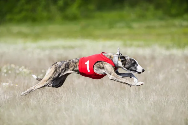 Sighthounds lure coursing competition — Stock Photo, Image