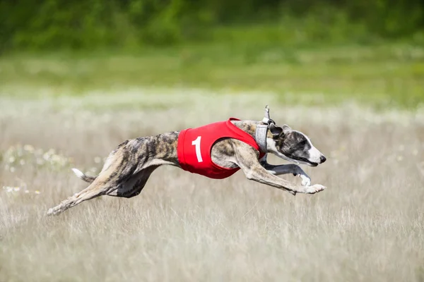 Sighthounds atrai competição de cursos — Fotografia de Stock