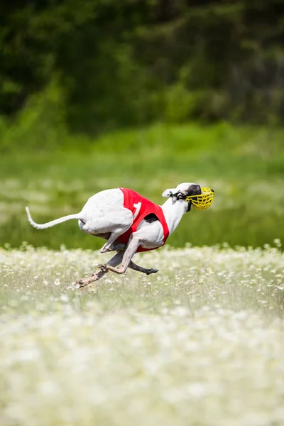 Rekabet akan Sighthounds cazibesi — Stok fotoğraf
