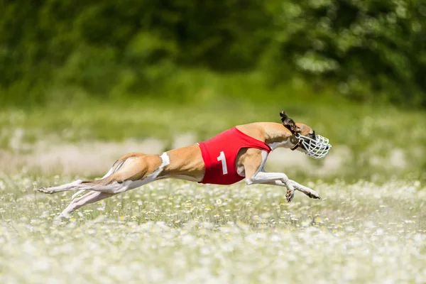 Sighthounds lure coursing competition — Stock Photo, Image