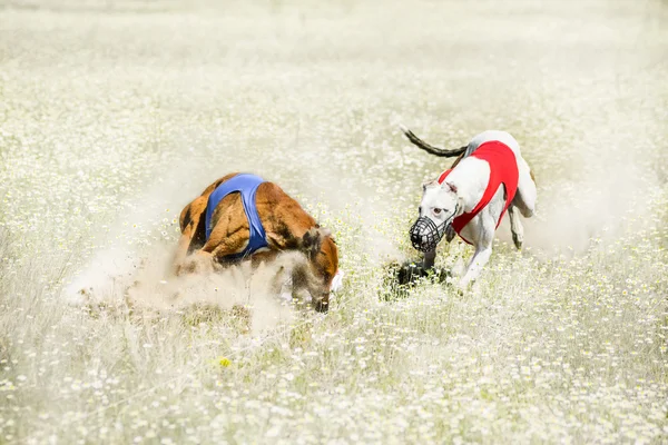 关于诱惑涌动竞争完成两个视觉猎犬 — 图库照片