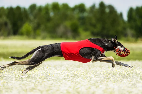 Sighthounds atrai competição de cursos — Fotografia de Stock