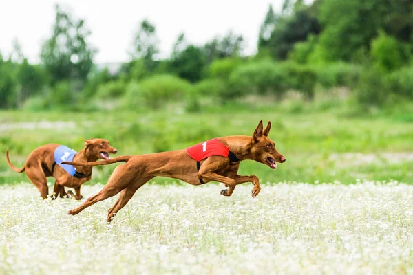 İki Firavun Hounds akan rekabet yem — Stok fotoğraf