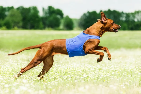 Rhodesian Ridgeback lure coursing competition — Stock Photo, Image