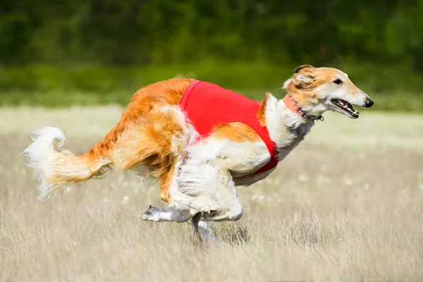 Concursul de cursuri Borzoi — Fotografie, imagine de stoc