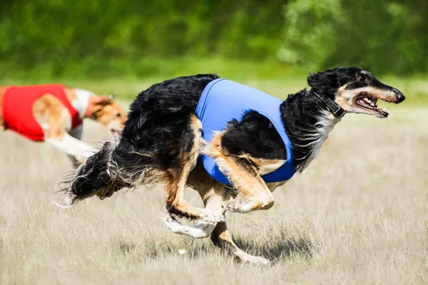 Două Borzoi ademenesc competiția de cursuri — Fotografie, imagine de stoc