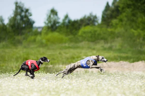两个视觉猎犬引诱春水竞争 — 图库照片