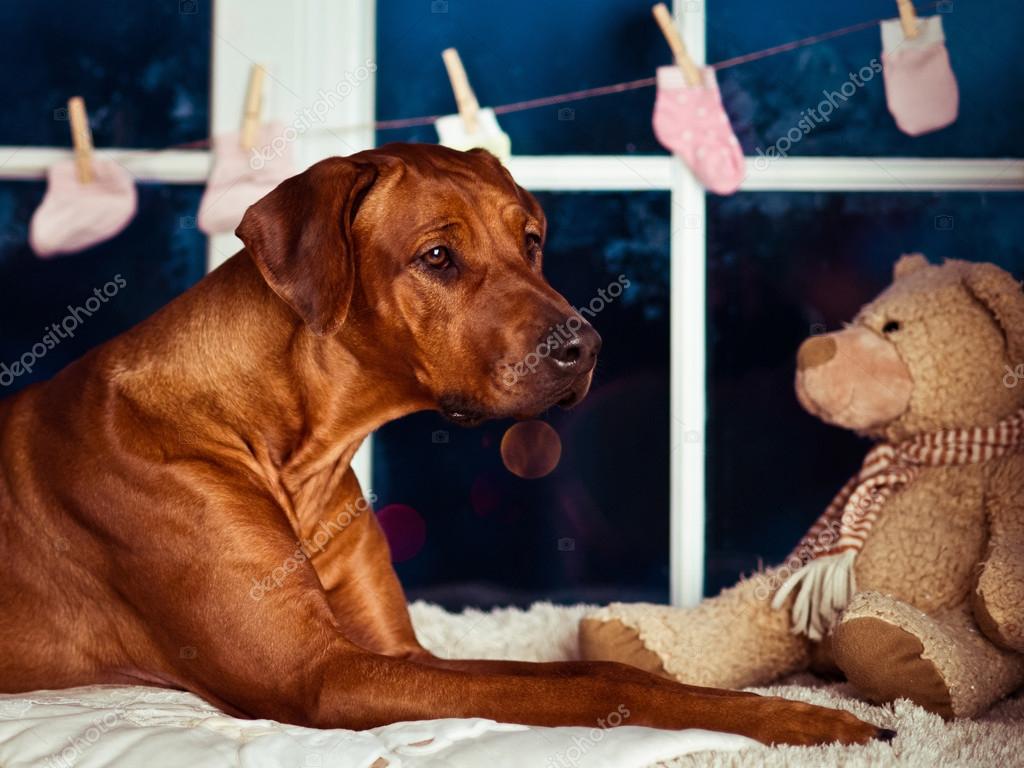 stuffed rhodesian ridgeback