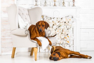 Two Rhodesian Ridgebacks resting in front of stylized  fireplace clipart
