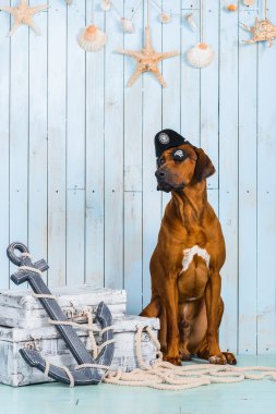 Rodezya Ridgeback köpek hazinelerini bir korsan gibi giyinmiş