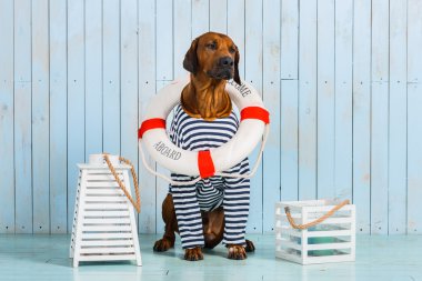 Utangaç Rodezya Ridgeback köpek-denizci lifebuoy boynuna ile