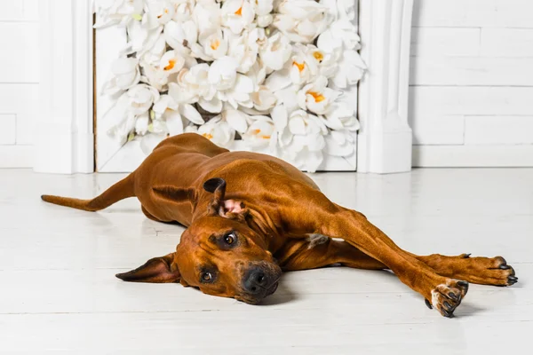 Cute ontspannen Rhodesian Ridgeback hond uitrekken zich tegenover de spar — Stockfoto