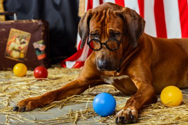 Gözlük takan Rodezya Ridgeback sirk aktör