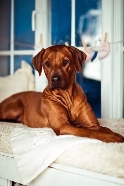 Rhodesian Ridgeback madre su un davanzale con oggetti di scena per bambini — Foto Stock