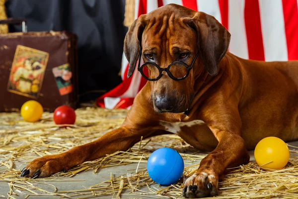 Gözlük takan Rodezya Ridgeback sirk aktör