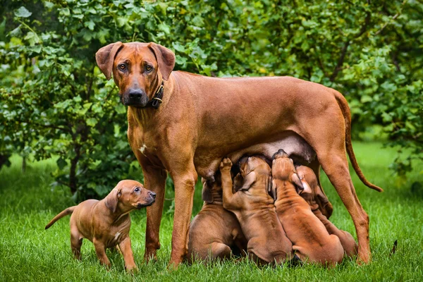 Rhodesian Ridgeback ápolási őt bábu a kertben — Stock Fotó