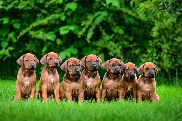 Zeven Rhodesian Ridgeback pups zitten in rij op gras — Stockfoto