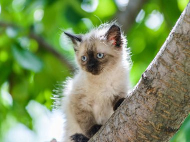 Şirin, komik, meraklı kedi yavrusu güneşli yaz gününde bahçede ağaca tırmanıyor.