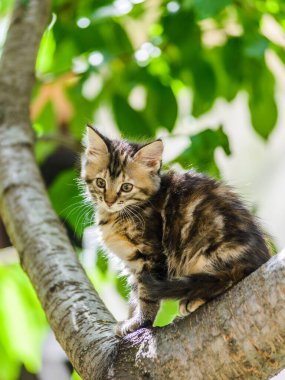 Şirin, komik, meraklı kedi yavrusu güneşli yaz gününde bahçede ağaca tırmanıyor.