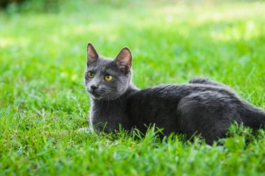 Şirin gri Rus mavi kedisi çimenlerde yatıyor.