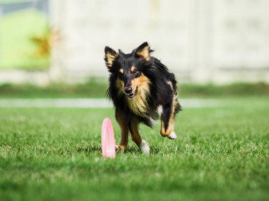 Heyecanlı Shetland Çoban Köpeği Sheltie uçan disk için koşuyor onu yakalamaya çalışıyor, yaz açık hava köpek sporları yarışması