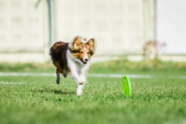 Heyecanlı Shetland Çoban Köpeği Sheltie uçan disk için koşuyor onu yakalamaya çalışıyor, yaz açık hava köpek sporları yarışması