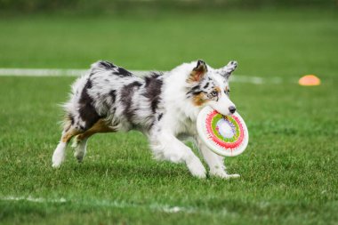 Avustralyalı çoban uçan disk yakaladı, yazın açık hava köpek sporları yarışması