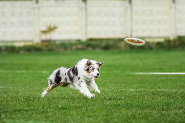Avustralya çobanı uçan disk için koşuyor atlama, açık ağız, yaz açık hava köpek sporları yarışmasında yakalamaya çalışıyor