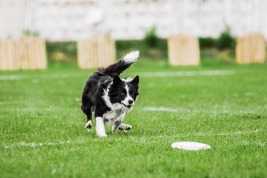 Sınır çobanı uçan disk için koşuyor, yakalamaya çalışıyor, ağzını açıyor, yaz köpek sporları yarışmasına katılıyor.