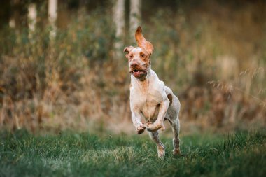 Aptal surat Bracco Italiano işaretçisi. Çimen kuşunda koşan av köpeği, yaz akşamı. 