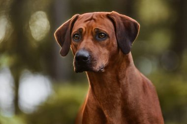 Sevimli Rodezyalı Sırt Sırtı Yeşil Orman Doğa Sahnesi 'nde yakın plan portresi