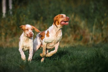 İki komik surat Bracco Italiano işaretçisi köpek avlıyor, kulakları rüzgârda çınlıyor, yaz akşamı çekimi.